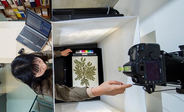 Taking photo of plant specimen
