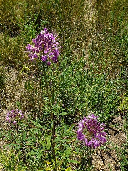 Cleome serrulata