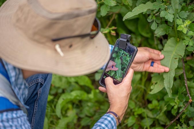 Person taking photo of plant with mobile phone
