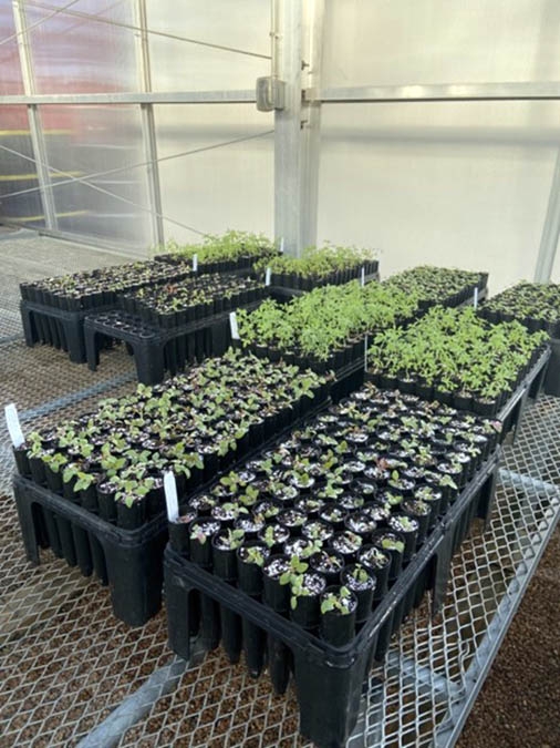trays of seedlings on greenhouse tables