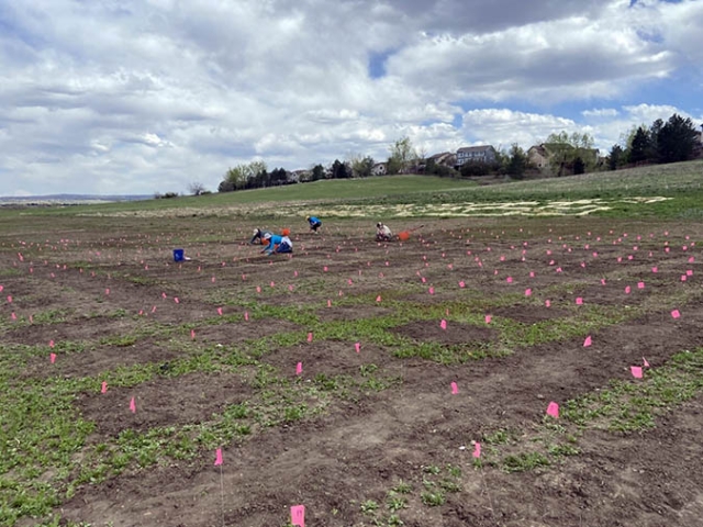 garden plot mapped out on field
