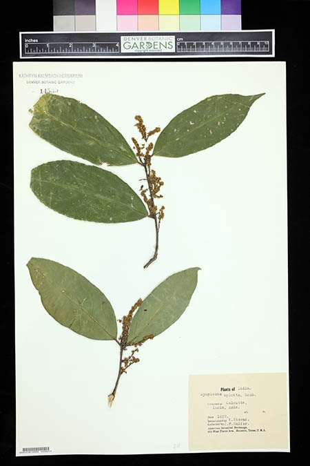 Plant specimen