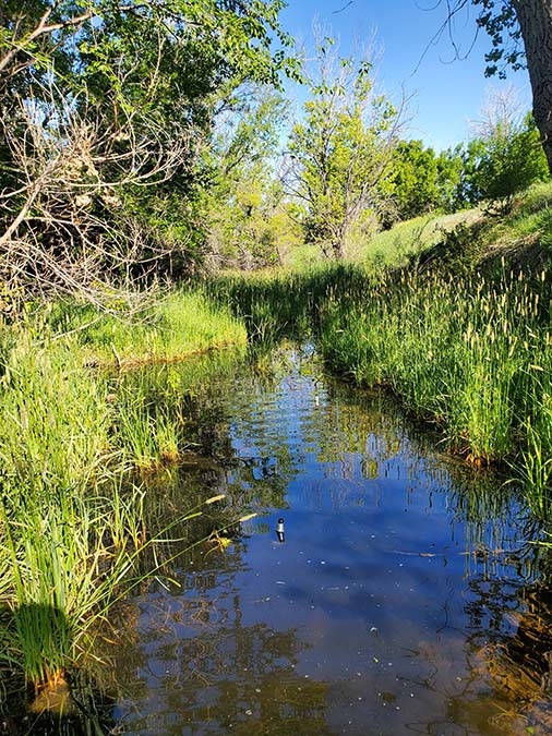 creek running through tall vegetation 
