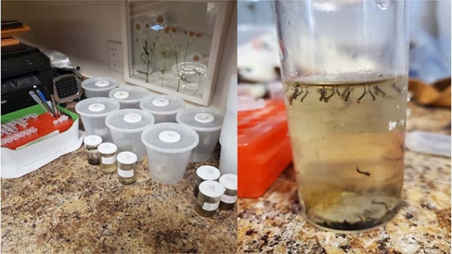 split image showing a variety of containers for testing on the left and a container with water and larval mosquitoes on right