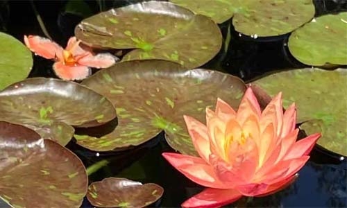 Peach waterlily among lily pads thumbnail image