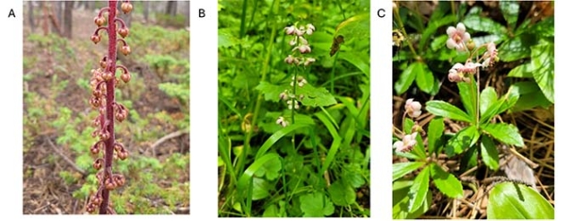three images of mycoheterotroph examples