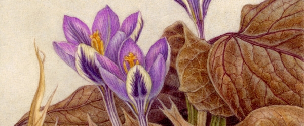 Carol Woodin, First Spring Flowers (Crocus minimus), detail, watercolor on vellum over panel, 2024.