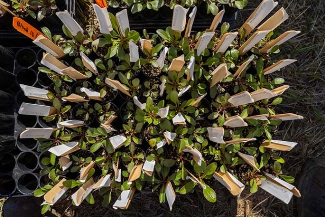 overhead view of plant samples