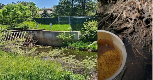 Split image showing a culvert on left and dip cup with mosquito larva