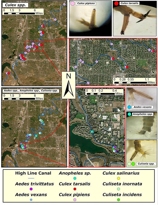 multiple maps and mosquito species