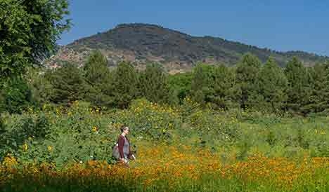 Person walking in a field of flowers with mountains in the background