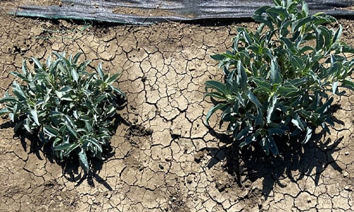 two penstemon on dry earth