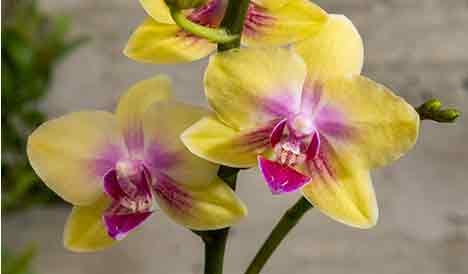 Two yellow orchids with light and dark pink centers