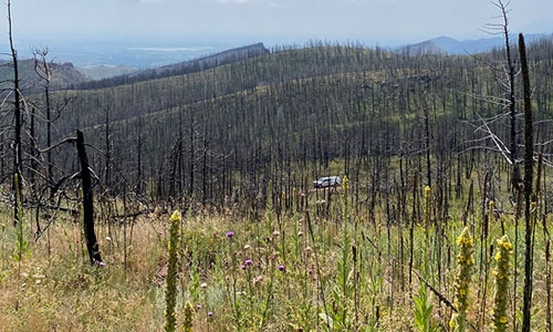 Calwood burn scar thumbnail