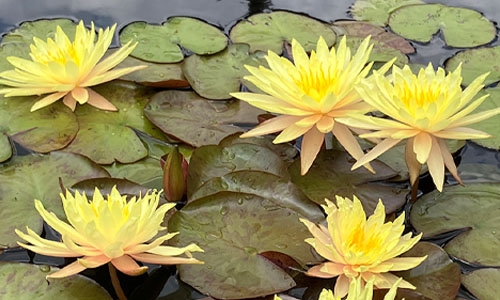 Nymphaea ‘Pin Waree’ thumbnail