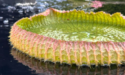 Close-up of Victoria water lily pad on water