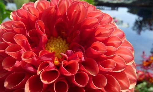 close-up of red Dahlia