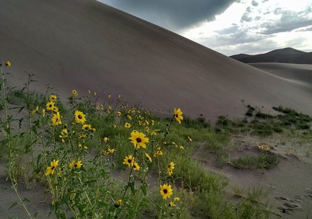 Yellow Helianthus petiolaris against gray sand dunes