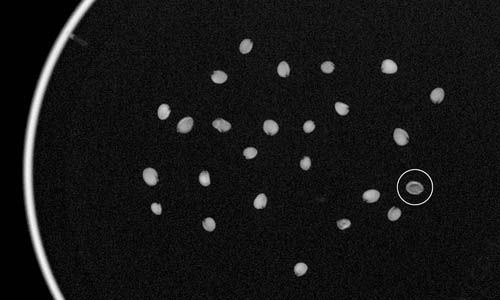 Physaria alpina thumbnail