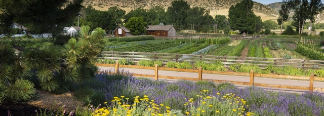 An open field with a barn, yellow flowers in the foreground with mountains in the background