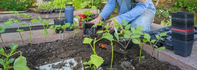 Person kneeling in a garden and planting vegetables