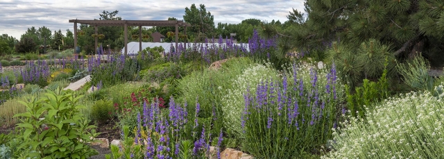 A field of lavender in the foreground with a pergola in the background