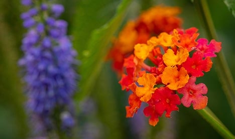 Bright orange flowers in the foreground and bright blue flowers with a green background behind them