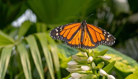 Orange Monarch butterfly sitting on green leaves