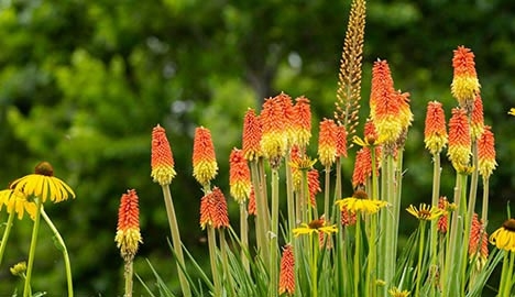 Bright orange and yellow torch lilies