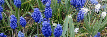 assorted muscari
