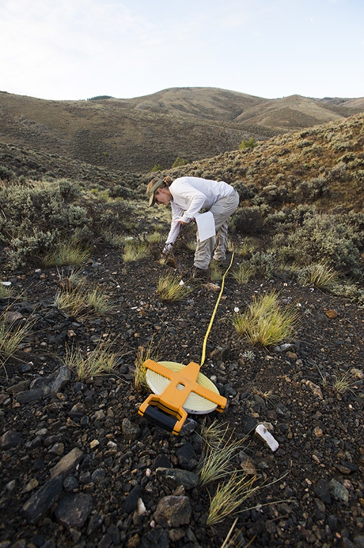 Astragalus microcymbus