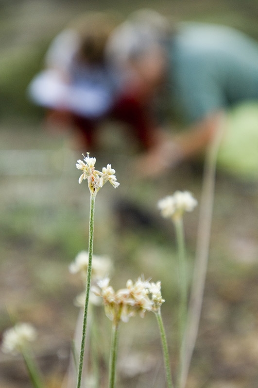 Monitoring Eriogonum brandegeei