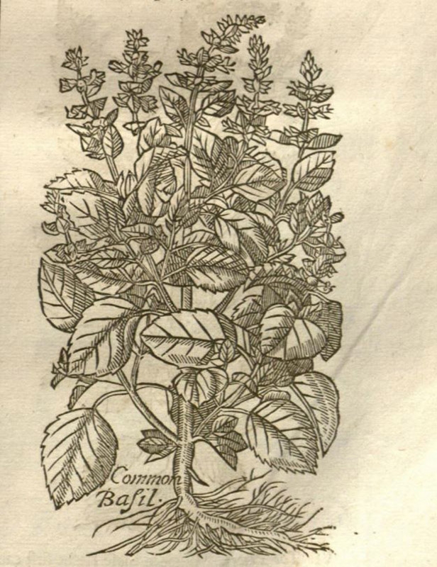 common basil Botanologia