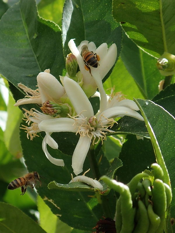 bees on citrus