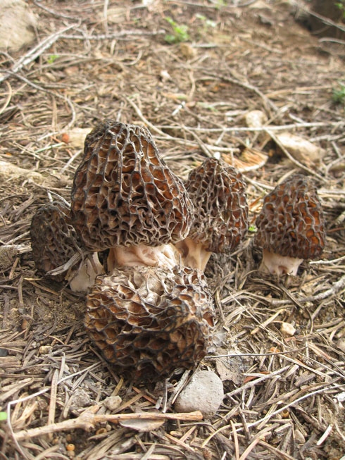 morchella elata