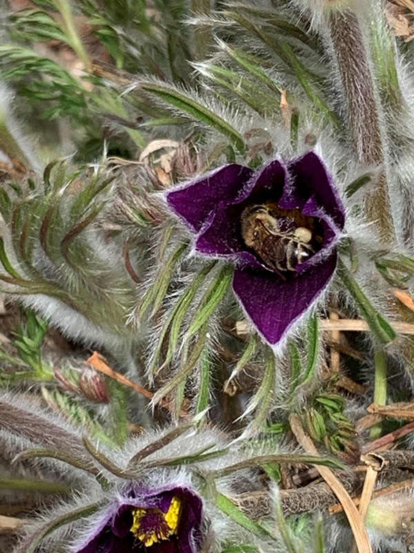 pasque flower with bee