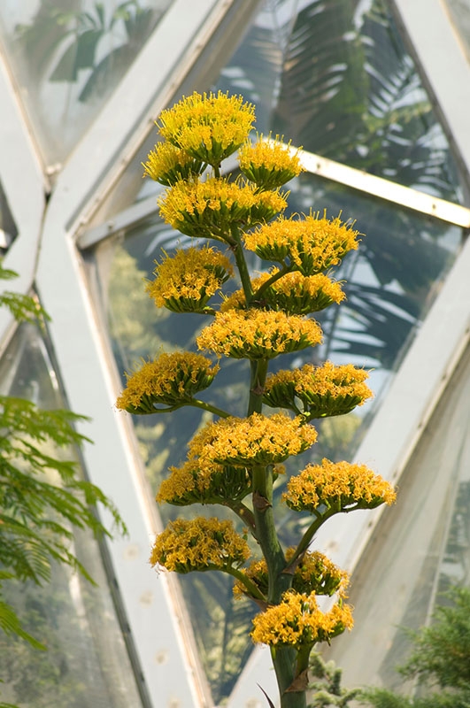 Century Plant in bloom