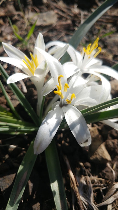 Leucocrinum montanum