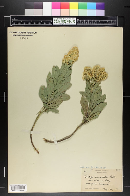Solidago specimen