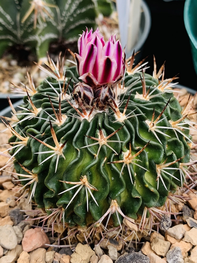 Echinofossulocactus multicostatus