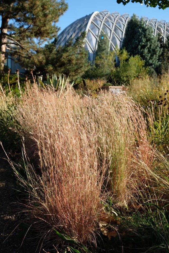 Schizachyrium scoparium