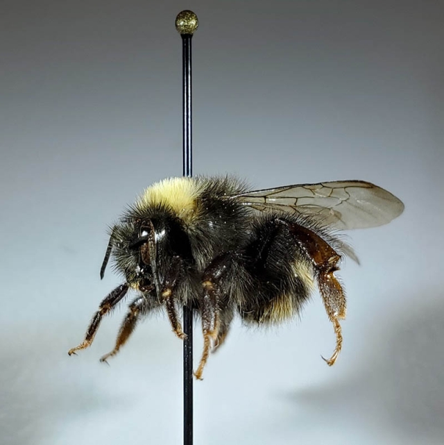 specimen of Bombus occidentalis