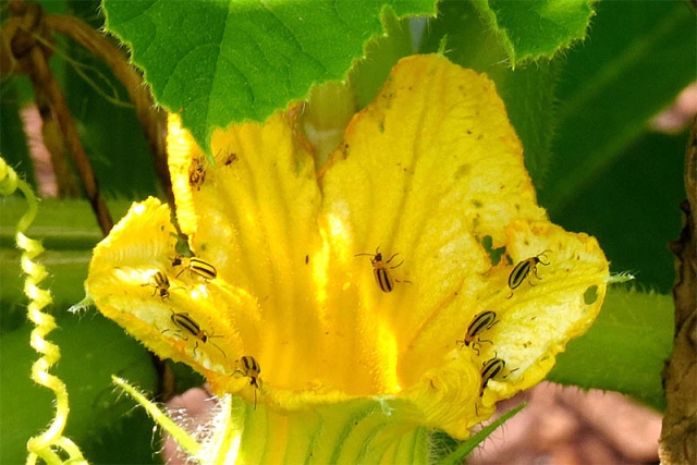 Striped cucumber beetles