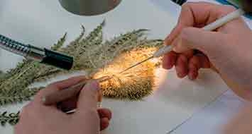 Two hands holding probes, inspecting a plant that has light shining on it. 