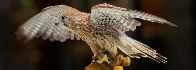 Bird of prey with its wings spread out